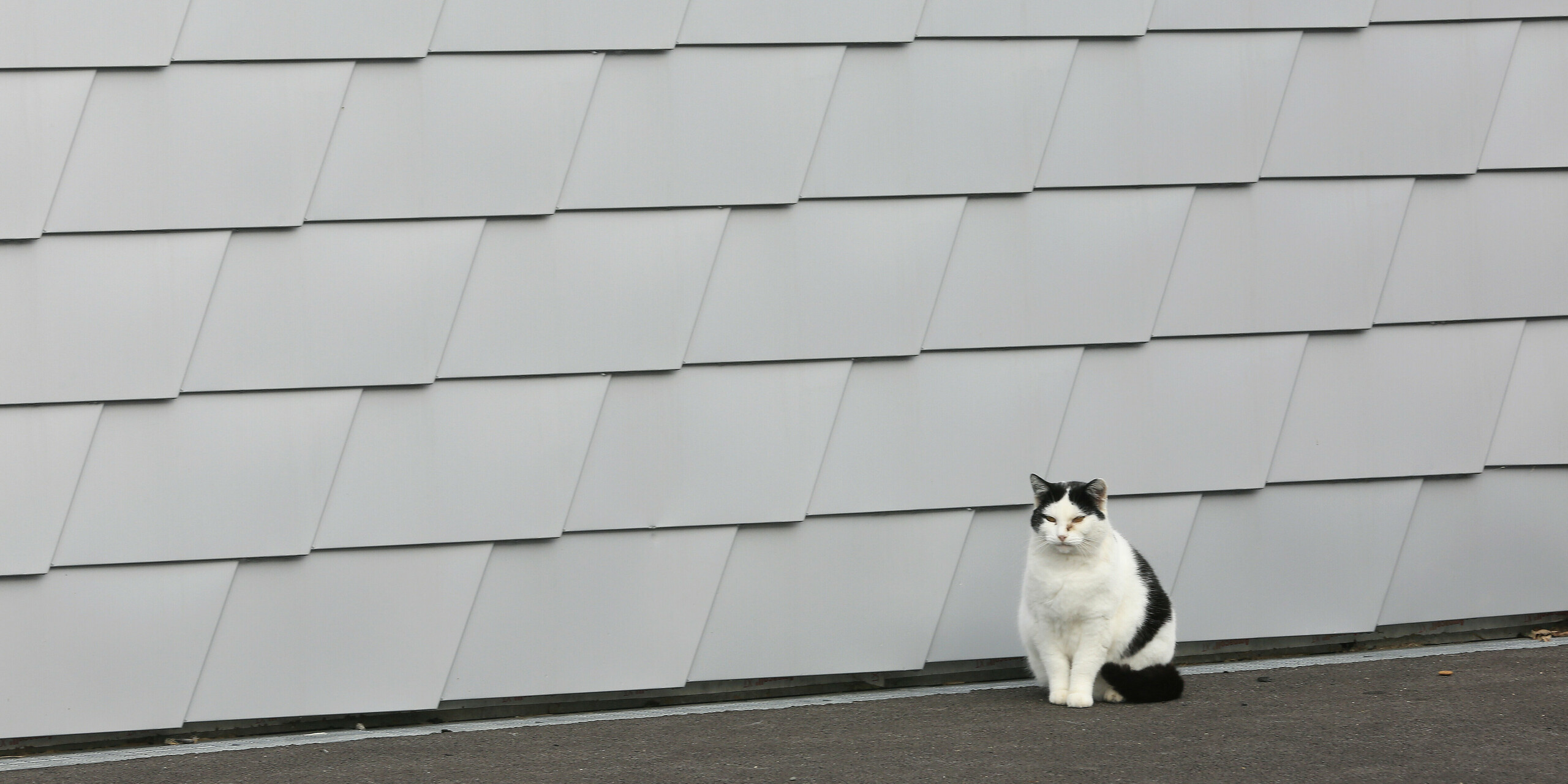 Spokojený host zdejšího zařízení - sedící strakatá kočka před budovou útulku.