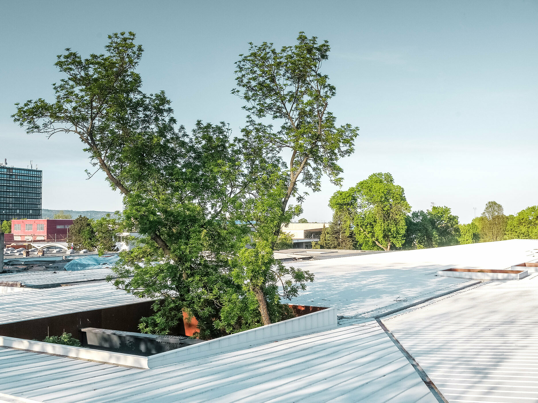 Na obrázku autobusová zastávka v Chorvatsku s bílou střechou Prefalz od PREFA. Velké stromy prorážejí střechu na několika místech a dodávají konstrukci zvláštní architektonický rys. V pozadí je vidět více budov a vysoká kancelářská věž. Obrázek ilustruje kombinaci funkční architektury a přírodního prostředí, přičemž bílá střecha a zeleň stromů vytvářejí výrazný kontrast.